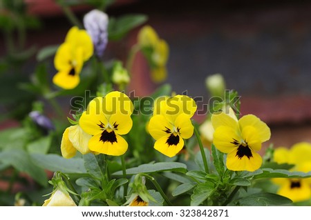 A bed of yellow pansies 