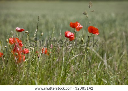 European landscape with a field with red poppies
