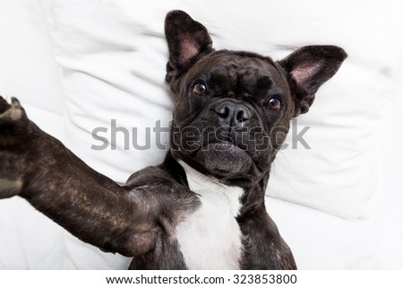 french bulldog  , taking a selfie for friends to share  in bed on a pillow 
