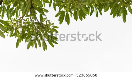 branches with white backdrop