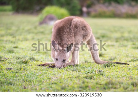 kangaroo at wild on twilight (Morisset , NSW, Australia)