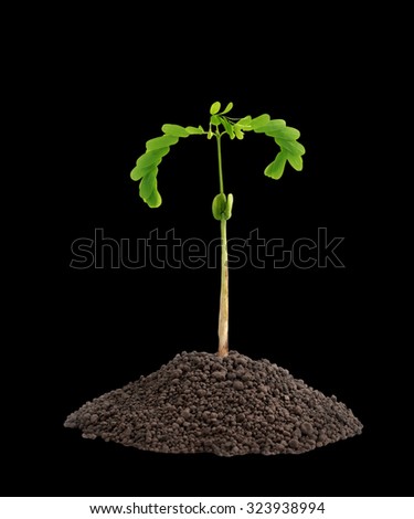 Tamarind new born grow in black soil with dicotyledon high resolution isolated on white background