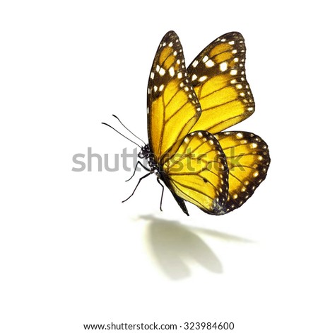 Beautiful yellow monarch butterfly isolated on white background