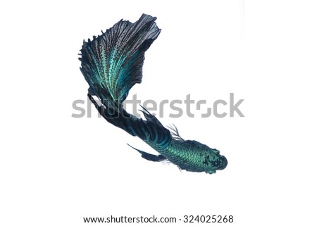 Betta fish,Fight Fish,isolated on white background