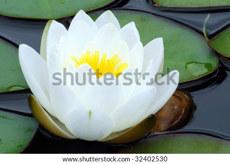 White water lily bloom wet from dew and green leaves
