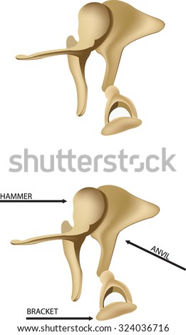 stapes in the human body Royalty-Free Stock Photo #324036716