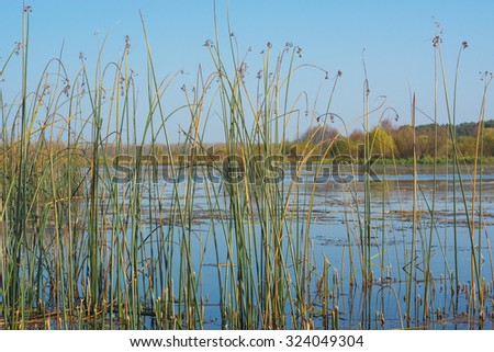 River and reed in Russian province. Autumn