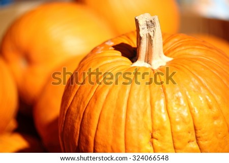 Close-up Pumpkin Stalks. Background picture for Halloween and Thanksgiving.