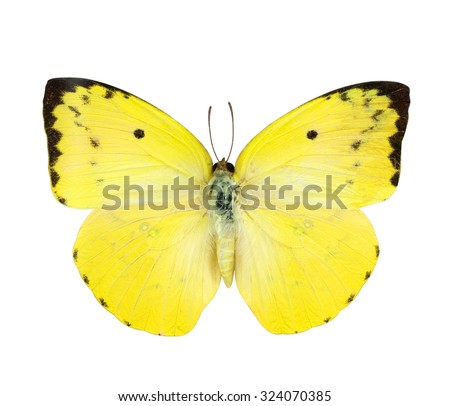 Yellow butterfly isolated on white background