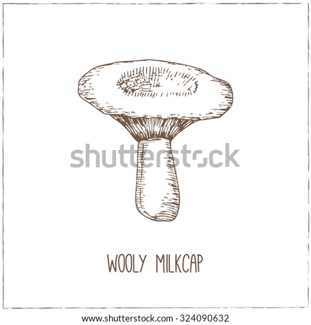 Wooly Milkcap. Mushrooms collection. Healthy vegetarian food. Vintage black and white illustration in the style of engravings. Hand drawn food vector background.