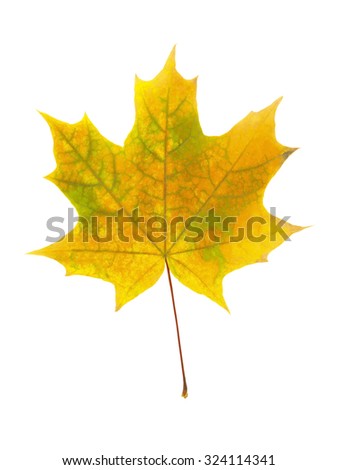 Dry autumn maple leaf isolated on white background
