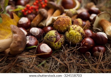autumn wild mushroom porcini bolete and conkers. 