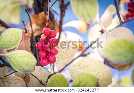 Branch of chinese magnolia vine berries