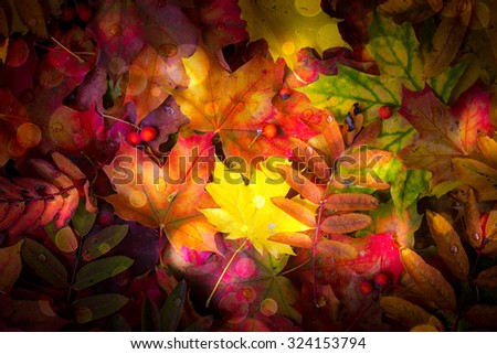 Colorful autumn leaves background.