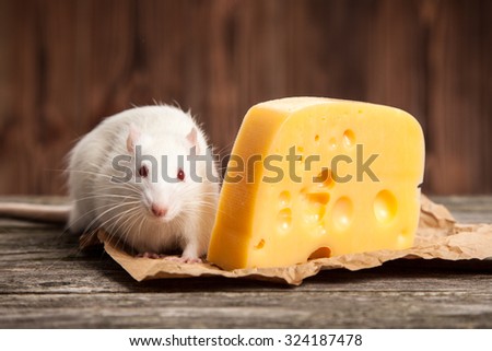 Pet rat with a large piece of cheese, wooden background