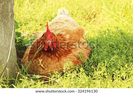 Sitting hen, chicken 