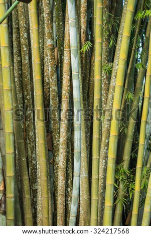Close up big fresh bamboo grove in green color at Thailand forest