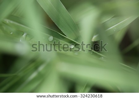 drop water on leaf
