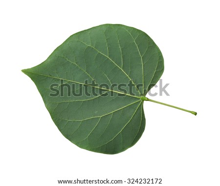 Single fresh redbud leaf  cordate isolated on white background Royalty-Free Stock Photo #324232172