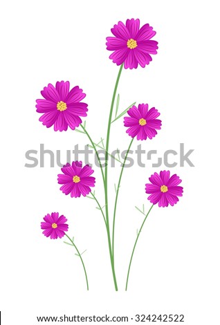 Symbol of Love, Illustration of Bright and Beautiful Pink Cosmos Flowers or Cosmos Bipinnatus Isolated on White Background.