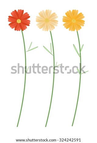 Symbol of Love, Bright and Beautiful Yellowe and Orange Cosmos Flowers or Cosmos Bipinnatus Isolated on White Background.