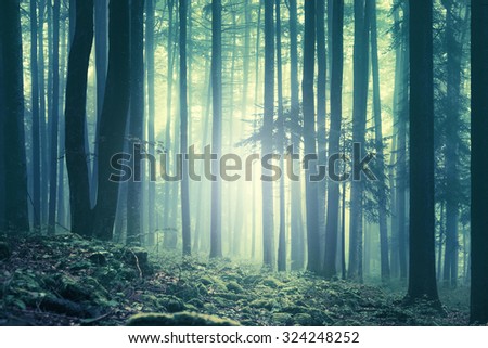 Magical blue green saturated foggy forest trees landscape. Picture was taken in south east Slovenia, Europe.