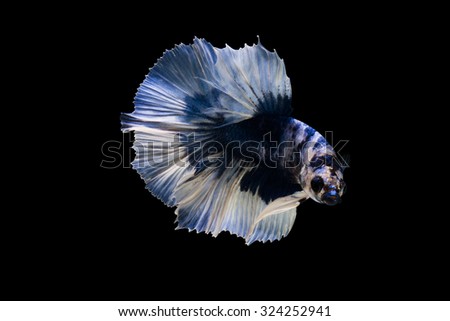 White blue  Halfmoon, Betta Splendens, swimming in front of black background