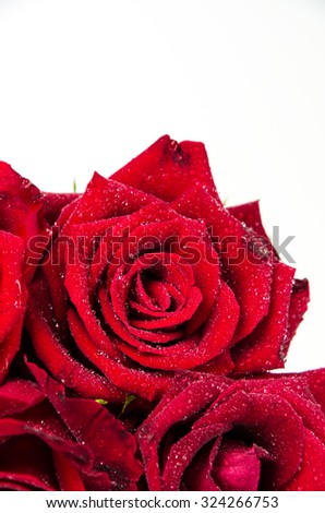 Red roses on white background