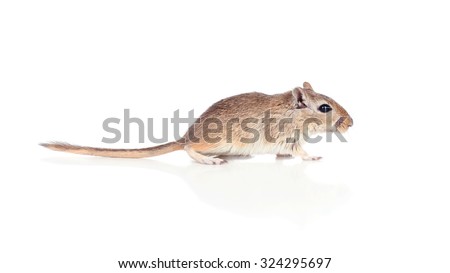 Profile of a gerbil isolated on a white background