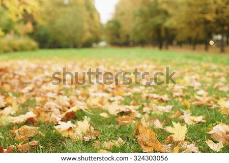 autumn maple leaves on the ground in grass, fall season