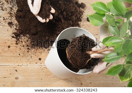 Home gardening relocating house plant, weeping fig Royalty-Free Stock Photo #324338243