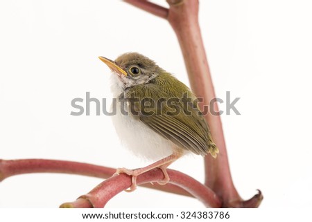 Bird Common Tailorbird (Orthotomus sutorius) isolated on white background