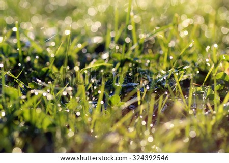 dew on the grass texture flower background