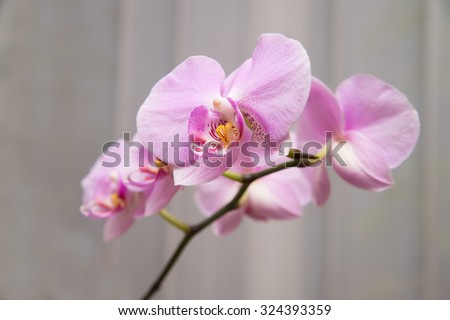 One branch of beautiful fresh soft lilac or pink orchid flower with petals on white curtain background, horizontal picture