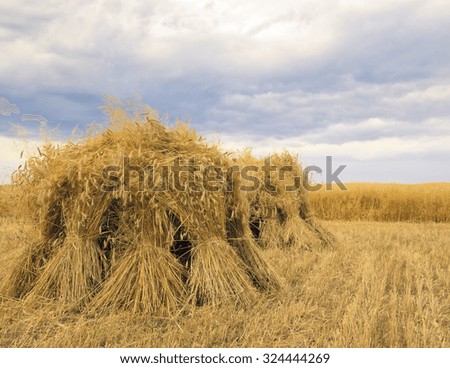 Bundled wheat stacks in field.