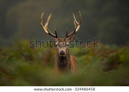 A young Red deer stag. Royalty-Free Stock Photo #324486458