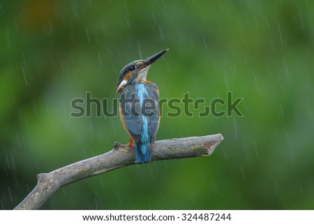  Common Kingfisher