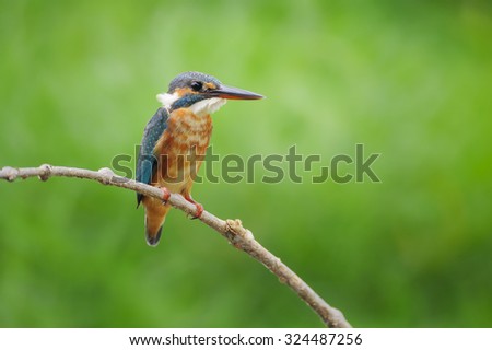  Common Kingfisher
