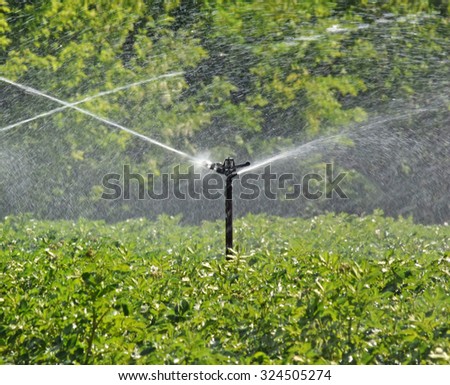 Potato field irrigated with a sprinkler system 