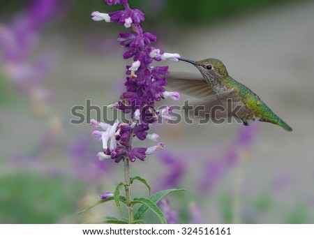 A female hummingbird, probably Anna's, hovering and feeding on Mexican Bush Sage. Photo taken in Southern California.