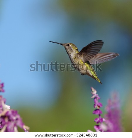 Garden scene: a hummingbird (probably Anna's) hovering and feeding on Mexican Bush Sage. Photo taken in Southern California.