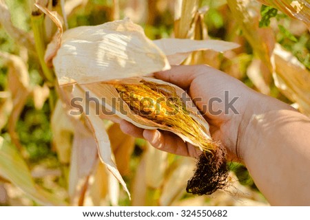 Picture of hand holding riped ear of corn with dried peels. Closeup of yellow grains and farmer's hand on sunny outdoor background.