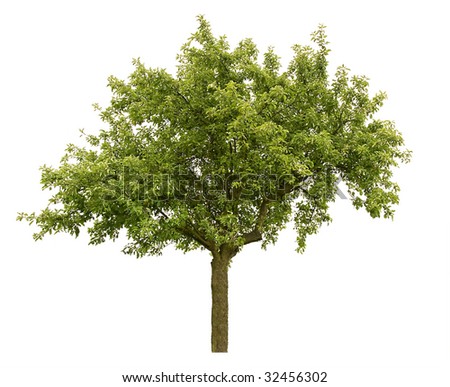 appletree isolated on white Royalty-Free Stock Photo #32456302