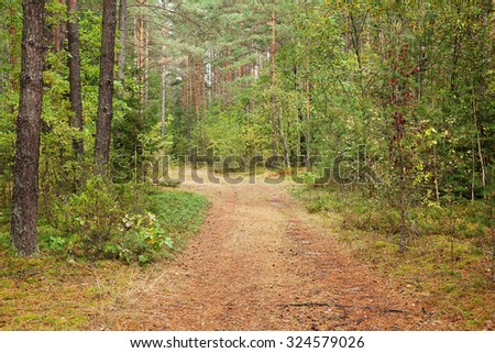 Forest Road. Autumn forest