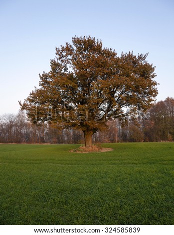   photographed oak in autumn season. oak in the agricultural field