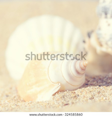Sea shells with sand as background.Special toned photo in vintage style