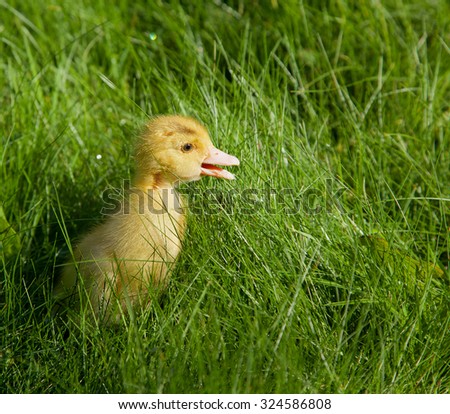 Little yellow duckling is looking for her mother. Duckling on the green grass background. Nestling walks in the village. Concept: the helplessness and the vulnerability, needs help