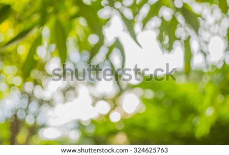 blur image of Abstract Bokeh of tree green color background .
