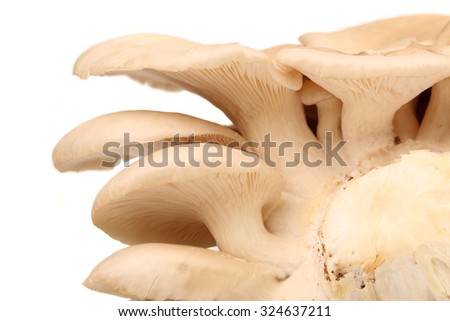 oyster mushroom on white background 
