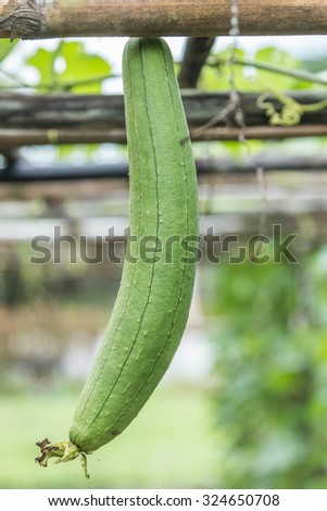 Bitter gourd is in the same family and the result of eating food cooked by frying the curry while still soft. Zucchini grows well in the heat.